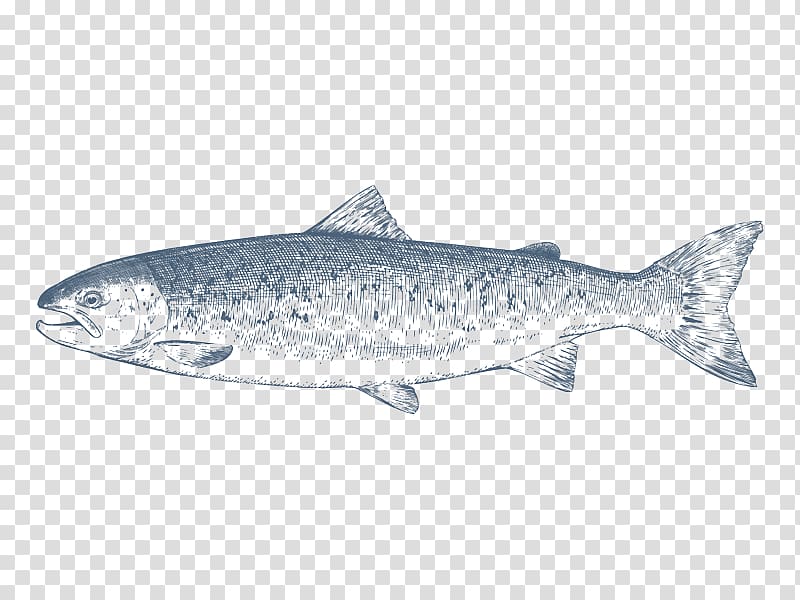Coho salmon Sardine, fish transparent background PNG clipart