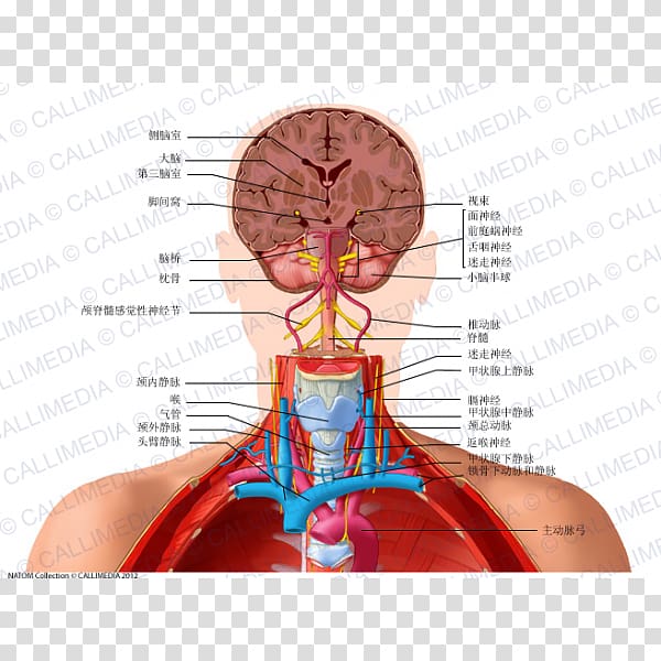 Neck Human anatomy Human head Organ Vertebral artery, ear transparent background PNG clipart