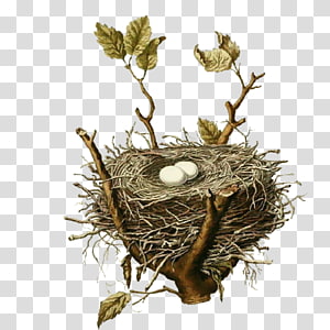vintage bird nest clip art