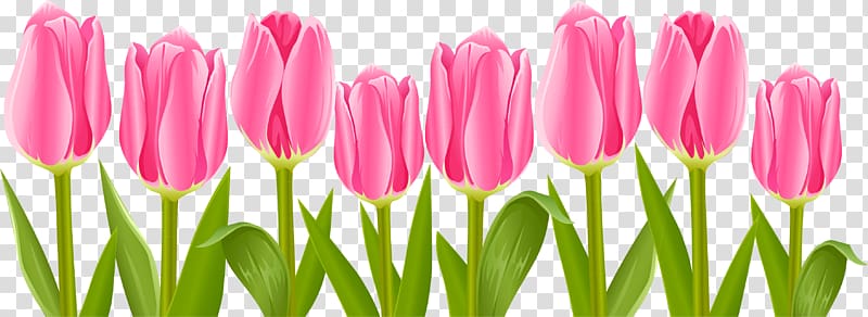 Tulip Flower , tulip transparent background PNG clipart | HiClipart