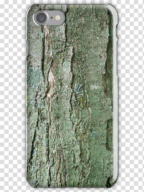 Sugar maple Trunk Acer nigrum Bark Norway maple, tree bark transparent background PNG clipart