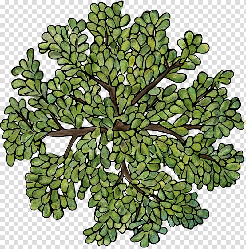 green leafed plant, Tree Plant, Green Trees Top view transparent background PNG clipart