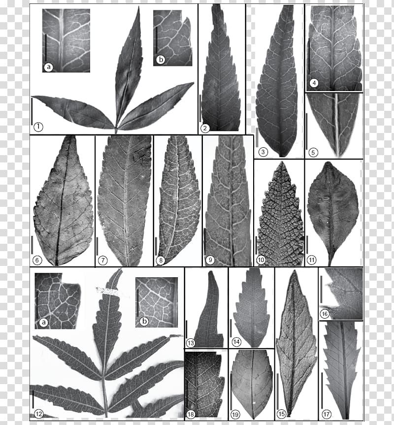 Leaflet Maastrichtian Plant, serrated leaves transparent background PNG clipart