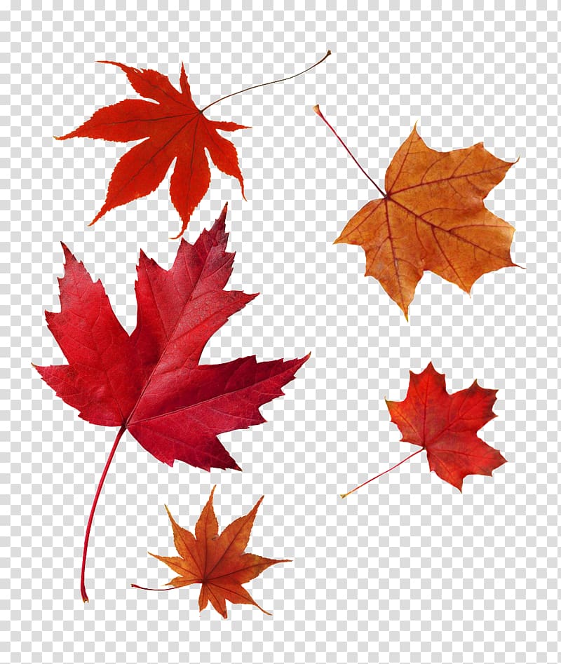 Japanese maple Autumn leaf color Red maple Maple leaf, Leaf transparent background PNG clipart