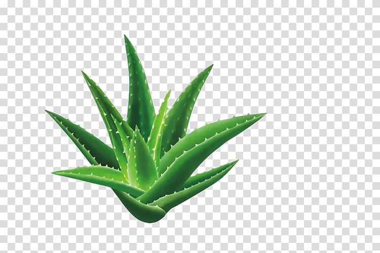 Aloe vera Dietary supplement Health Aloe emodin Ayurveda, An aloe transparent background PNG clipart