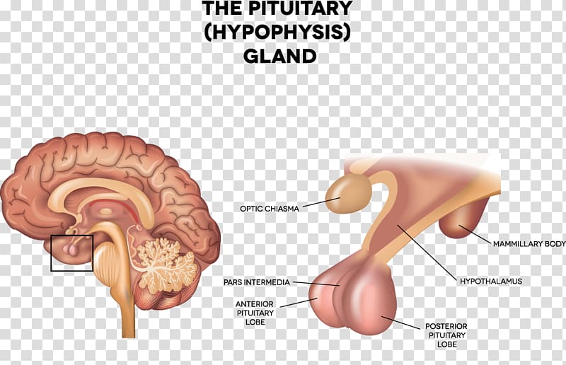 Pituitary gland Anterior pituitary Endocrine gland ...
