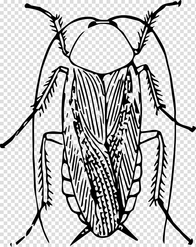 Cockroach , insect transparent background PNG clipart