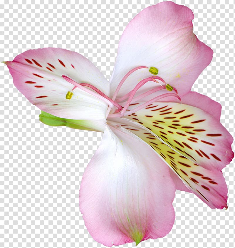 Arum-lily Tiger lily Easter lily Flower , pink flower transparent background PNG clipart