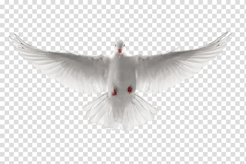 been white dove transparent background PNG clipart