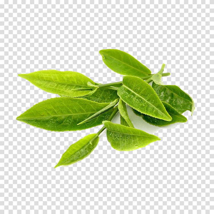 green leaves illustration, Green tea Leaf Herb Extract, Green Tea transparent background PNG clipart