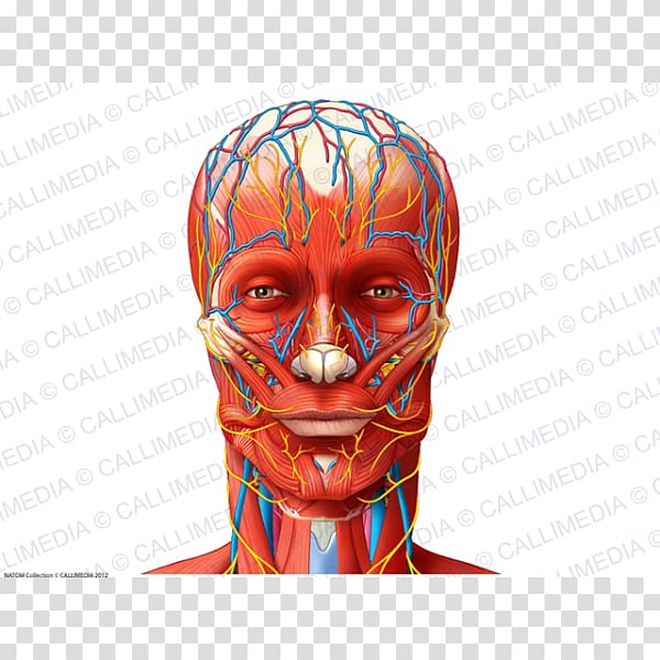 Blood vessel Nerve Muscle Anatomy Head, blood transparent background PNG clipart