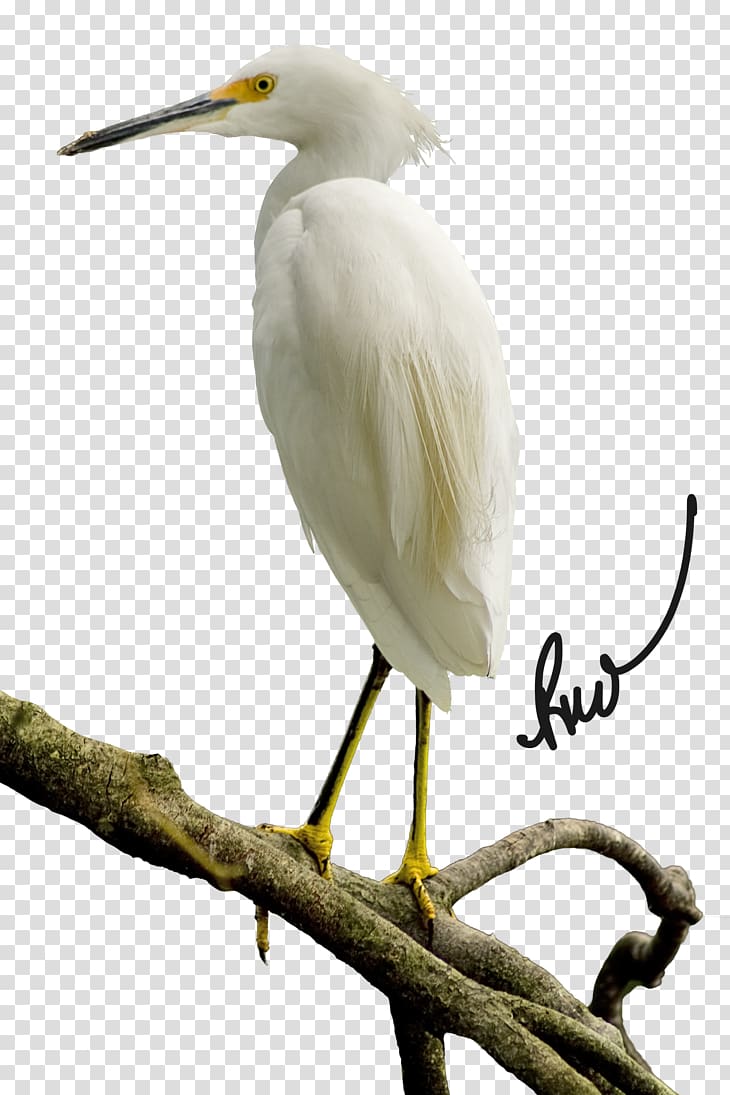 Great egret March 17 Ibis Beak, egret solar term transparent background PNG clipart