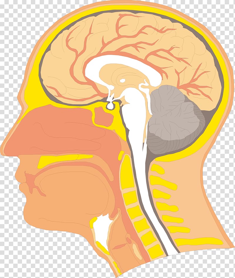 Swallowing Anatomy Velopharyngeal insufficiency Human body Head, Brain flip chart transparent background PNG clipart