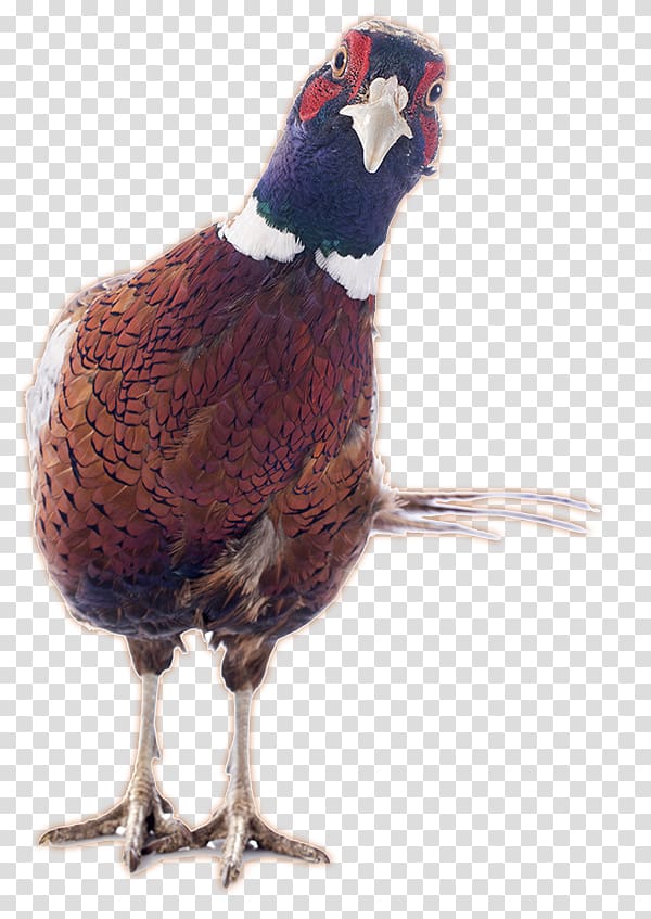 Ring-necked Pheasant , others transparent background PNG clipart