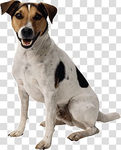 of adult black, tan, and white Jack Russell terrier, Small Cute Dog transparent background PNG clipart