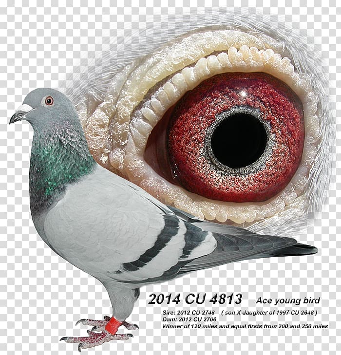 Beak Galliformes Fauna Eye, racing pigeon transparent background PNG clipart