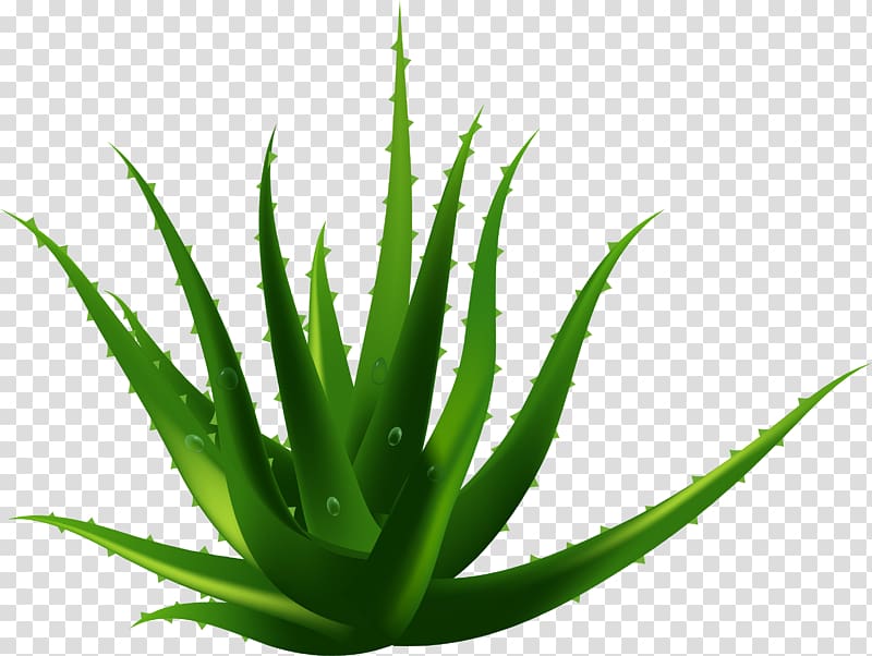 Aloe Vera plant , Aloe vera Plant Euclidean , Pure natural growth aloe vera transparent background PNG clipart
