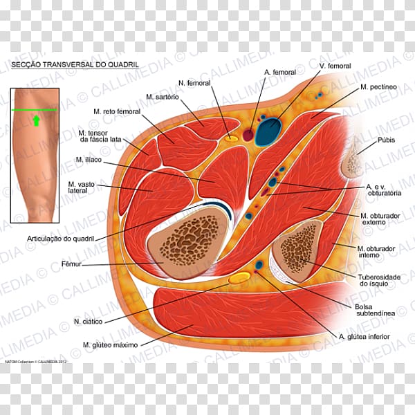 Hip Nerve Cross section Limb Transverse abdominal muscle, others transparent background PNG clipart