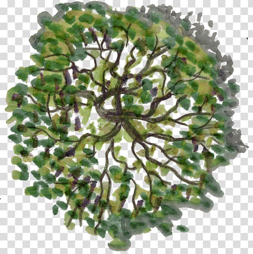 green tree painting illustration, Tree Plan , tree top view transparent background PNG clipart