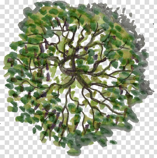 tree top view illustration png