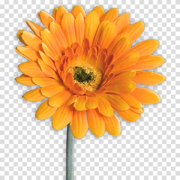 Transvaal daisy XXXLutz Artificial flower Mann Mobilia GmbH, Orange Gerbera transparent background PNG clipart