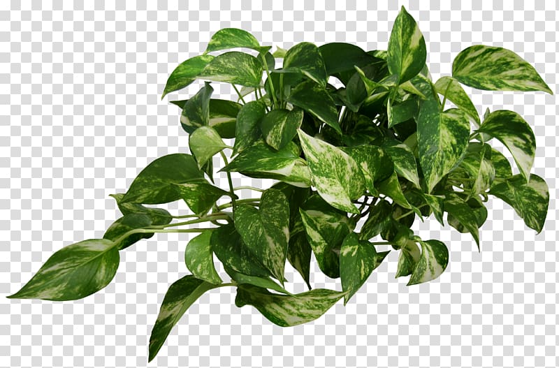 Devil\'s ivy Houseplant Vine, plant transparent background PNG clipart