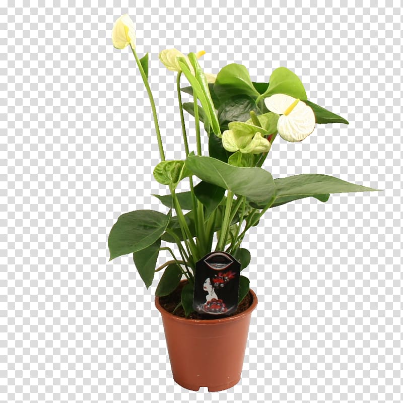 Dracaena fragrans Cut flowers Houseplant Anthurium andraeanum, plant transparent background PNG clipart
