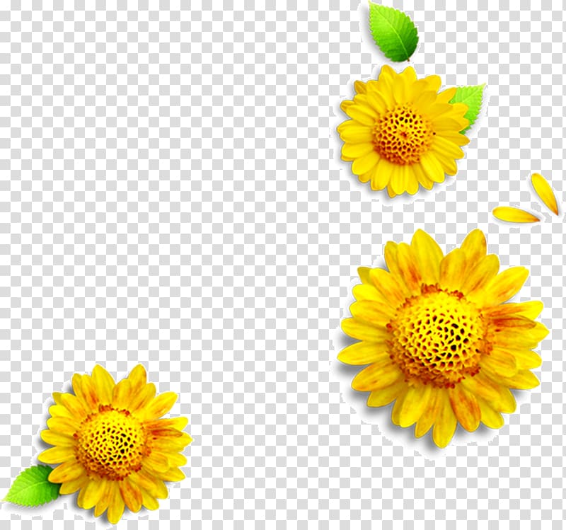 yellow daisy transparent background PNG clipart