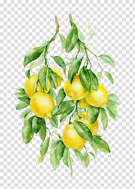 Watercolor painting Fruit Auglis Botanical illustration Illustration, lemon, lemon tree transparent background PNG clipart