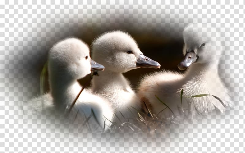Baby Ducks Mallard Baby Duckling Bird, duck transparent background PNG clipart