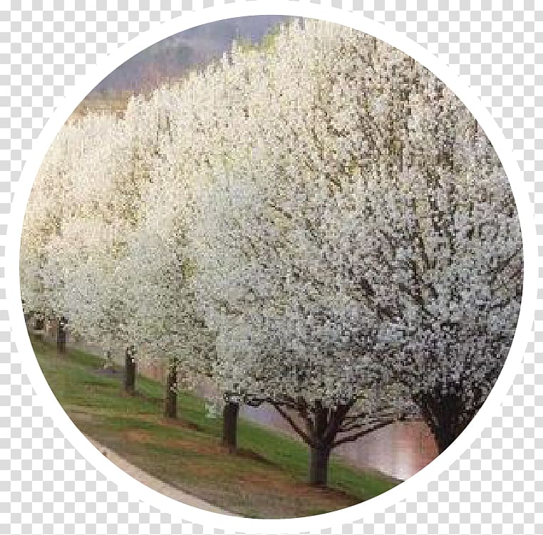 Callery pear Tree Shrub Blossom Pruning, leaf specimen transparent background PNG clipart