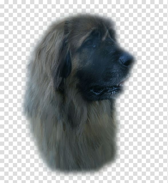 Estrela Mountain Dog Sarplaninac Leonberger Newfoundland dog Dog breed, ali transparent background PNG clipart