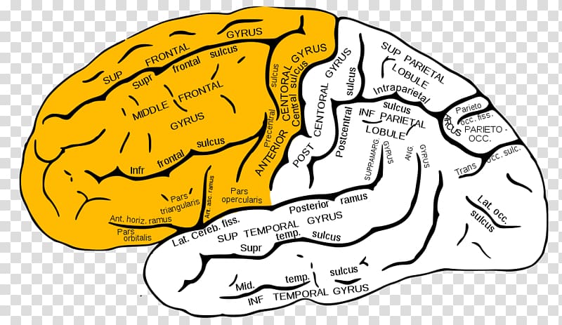 Inferior frontal gyrus Superior frontal gyrus Frontal lobe Middle frontal gyrus, Brain transparent background PNG clipart
