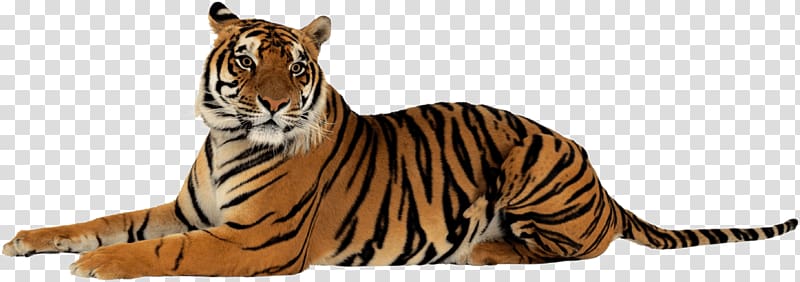 tiger illustration, Tiger Lying Down Looking Right transparent background PNG clipart