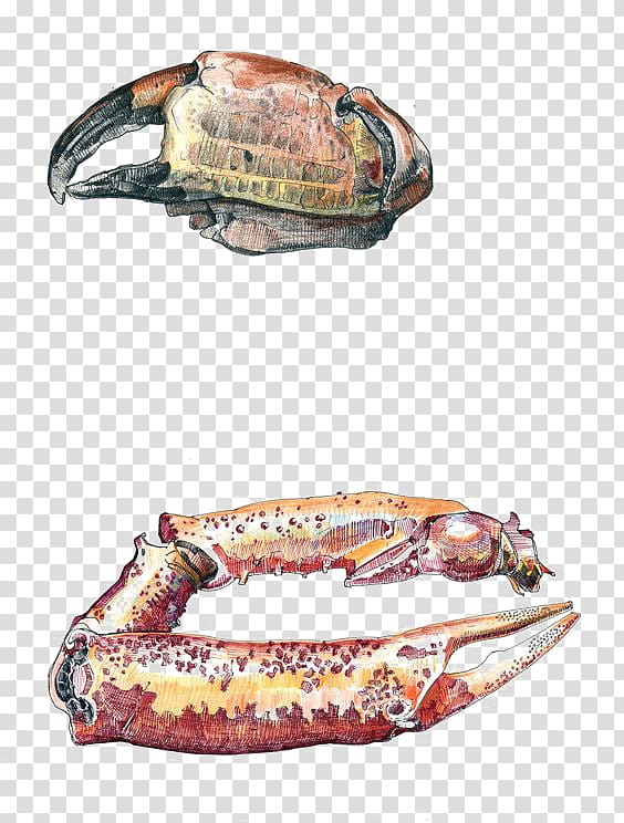Crab and Claw Drawing Lobster, Crab claw transparent background PNG clipart