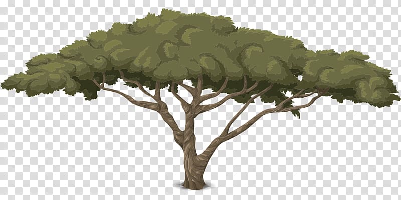 Environmental ethics Tree Natural environment Plant, coconut tree transparent background PNG clipart