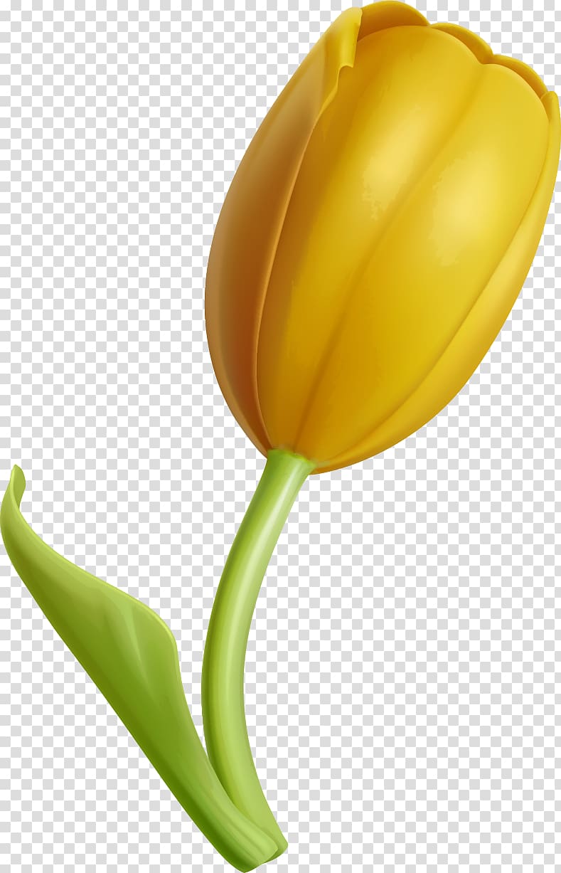 Tulip Yellow Flower, Golden Tulips transparent background PNG clipart