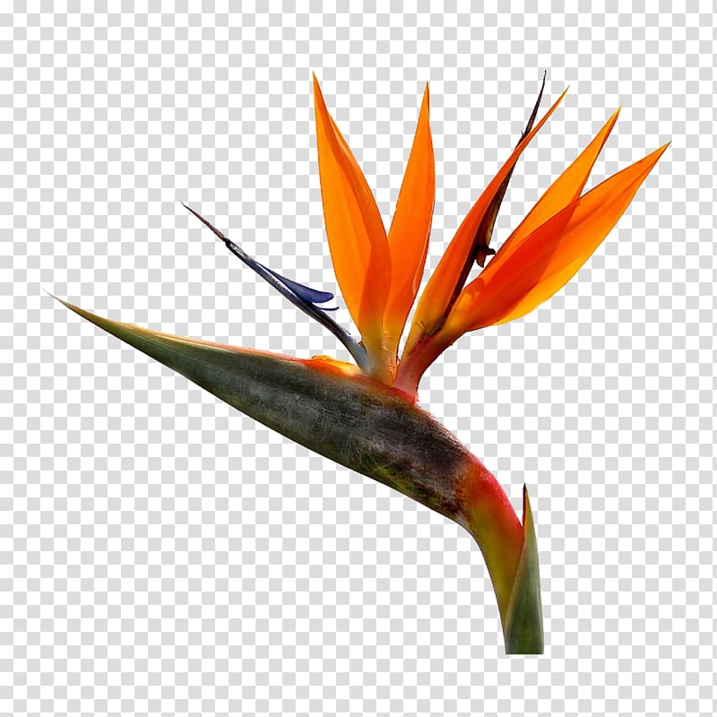 Bird-of-paradise Strelitzia reginae Cut flowers, water color leaf transparent background PNG clipart