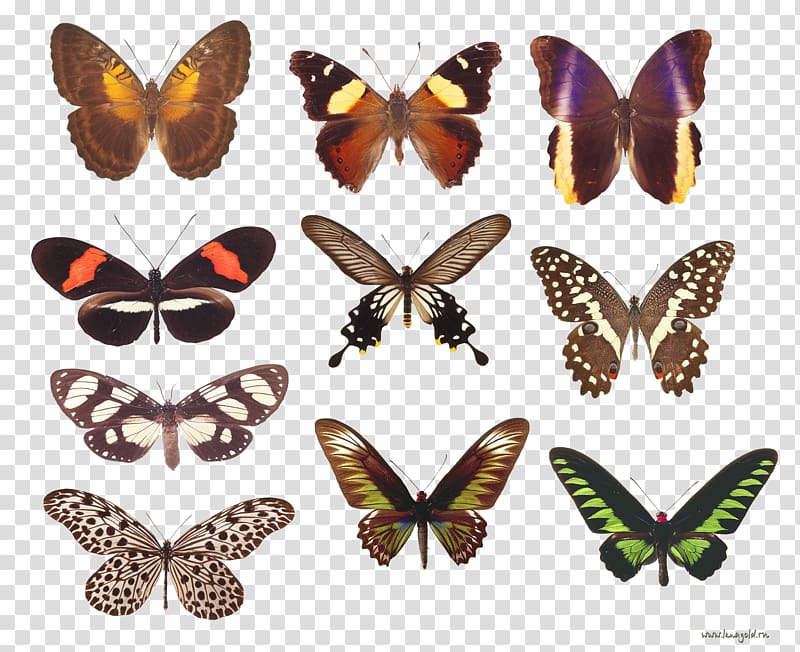 Monarch butterfly Brush-footed butterflies Butterflies and moths Decorative arts, butterfly transparent background PNG clipart