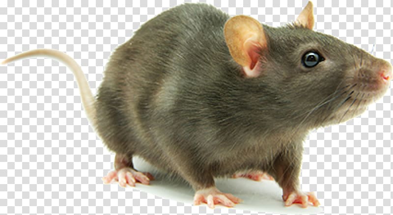 Brown rat Mouse Rodent Laboratory rat Cockroach, mouse transparent  background PNG clipart | HiClipart