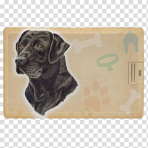 Labrador Retriever Puppy Dog breed Sporting Group, puppy transparent background PNG clipart