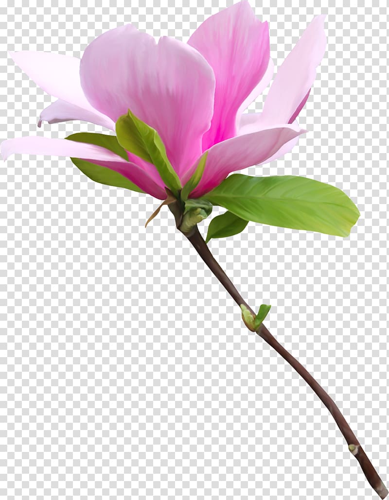 Flower , spring transparent background PNG clipart