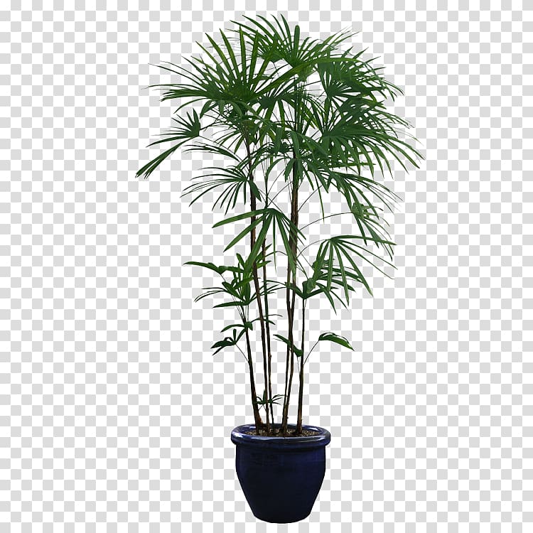 green leafed planta in black pot illustration, Houseplant Tree, Potted plants transparent background PNG clipart
