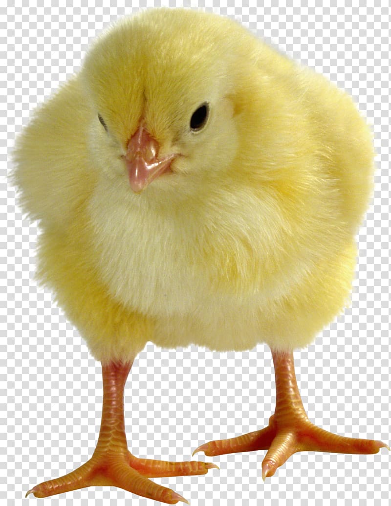 Broiler Leghorn chicken Egg Live Sales, Egg transparent background PNG clipart