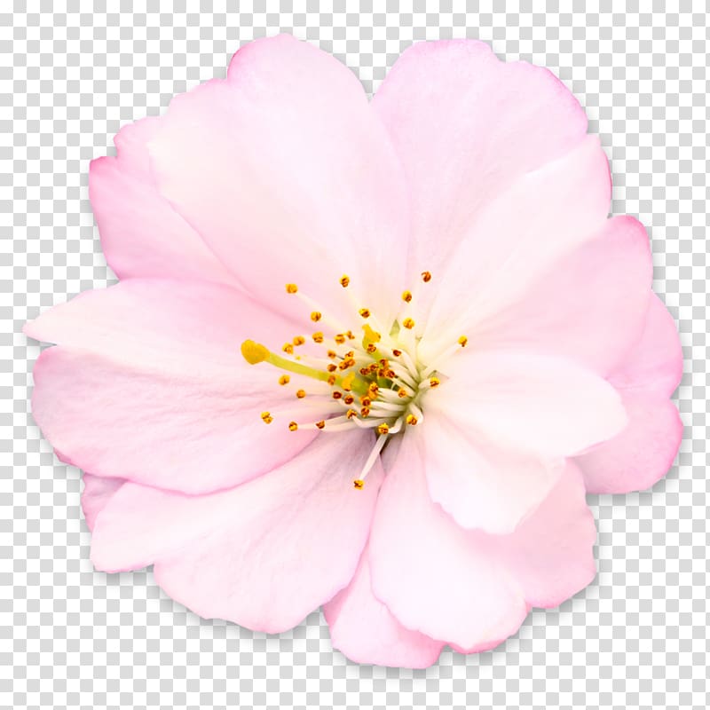 pink cherry blossom flower , Cherry blossom , sakura tree transparent background PNG clipart