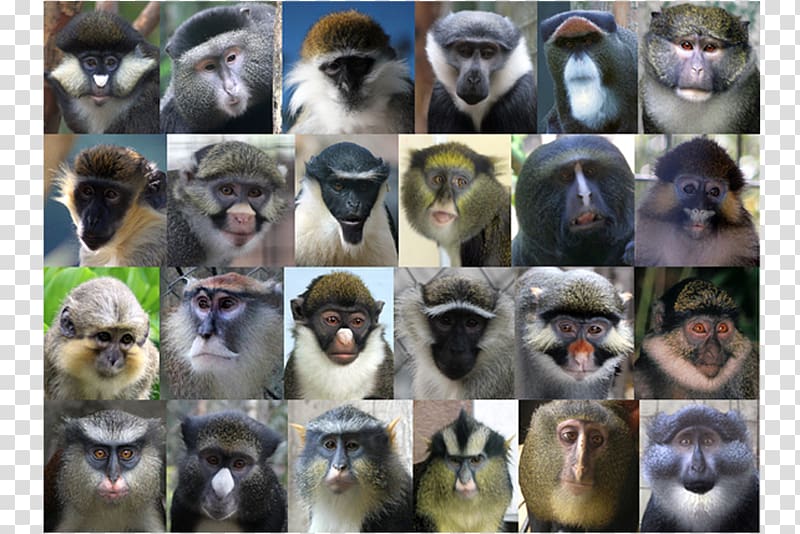 On the Origin of Species Cercopithecidae Guenon Monkey Primate, apes ...