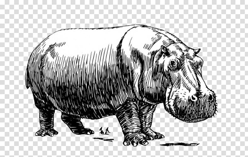 Hippopotamus Baby Hippos , Hippo stick figure sketch transparent background PNG clipart