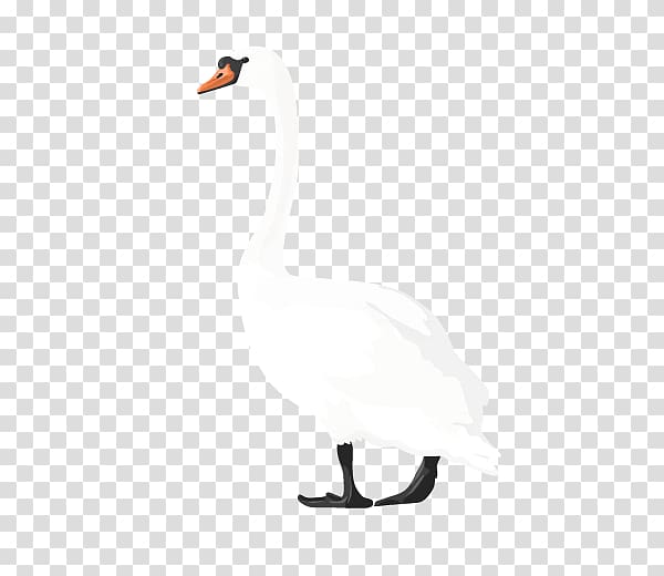 Cygnini Duck White Feather, duck transparent background PNG clipart