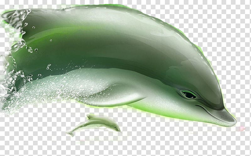 Short-beaked common dolphin Tucuxi Porpoise Common bottlenose dolphin, Size Dolphins transparent background PNG clipart