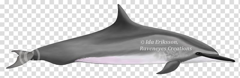 Tucuxi Common bottlenose dolphin White-beaked dolphin Porpoise Irrawaddy dolphin, Risso\'s Dolphin transparent background PNG clipart